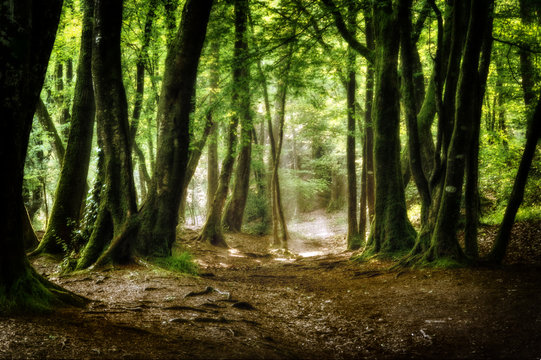 chemin dans la forêt